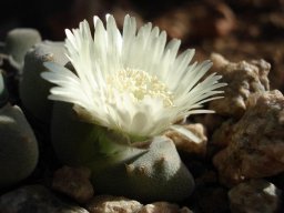 Richtersveld